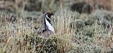 Gunnison Sage-Grouse